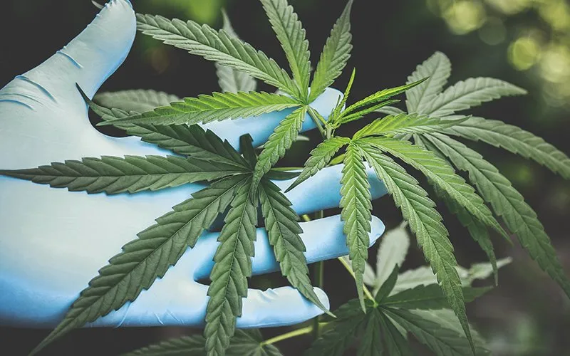 marijuana seeds for sale