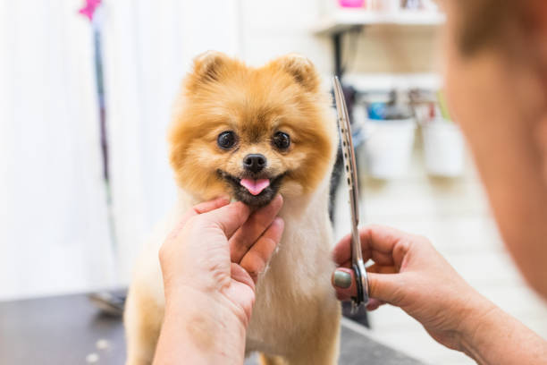 Pet Grooming Services